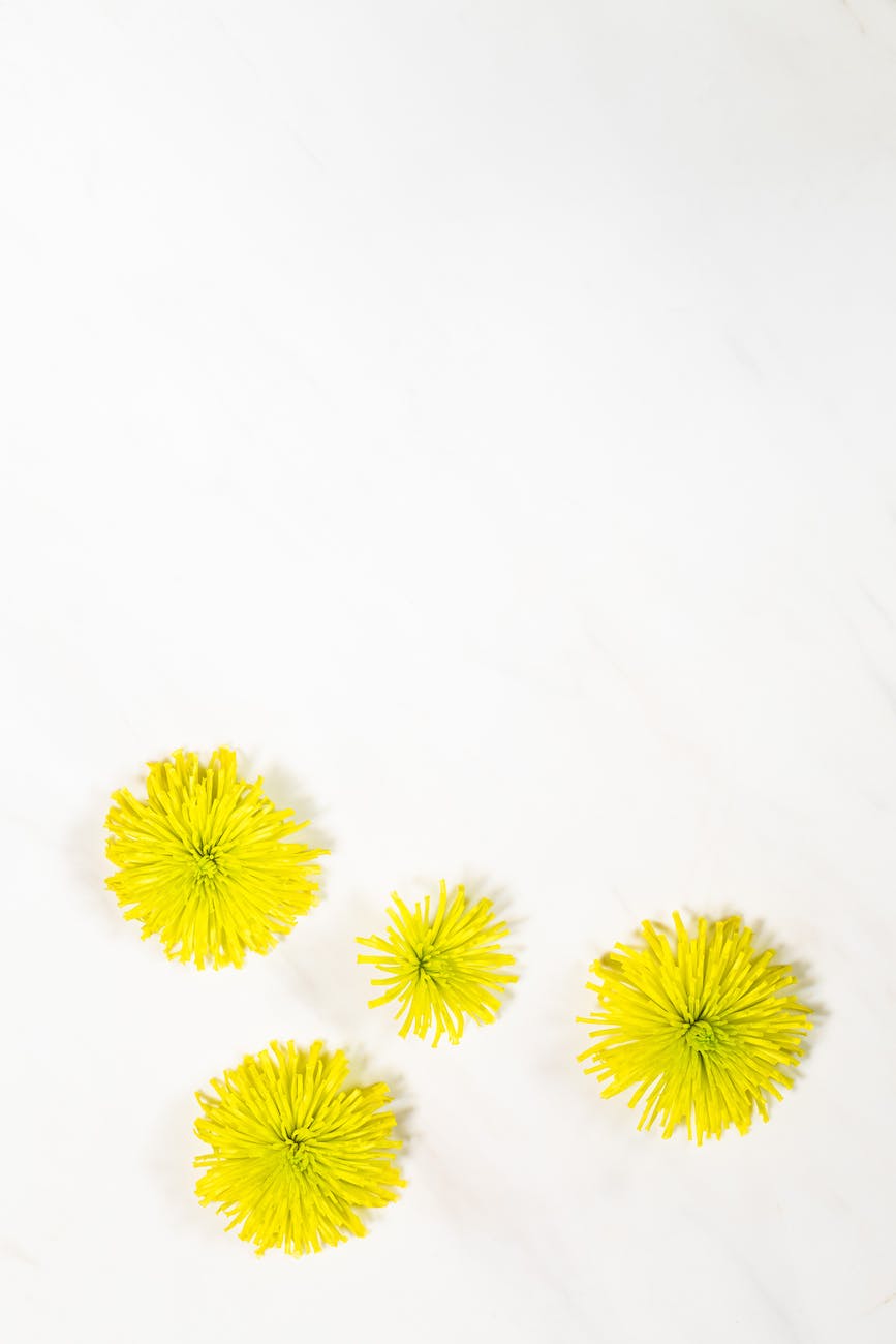 yellow flower heads on a blank sheet of paper