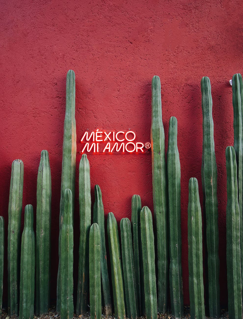 cacti in front of a red wall