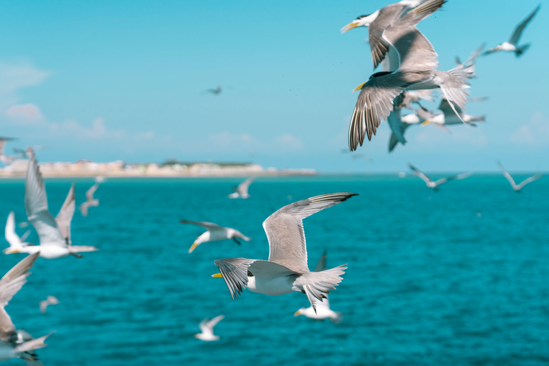 sea flight bird beach