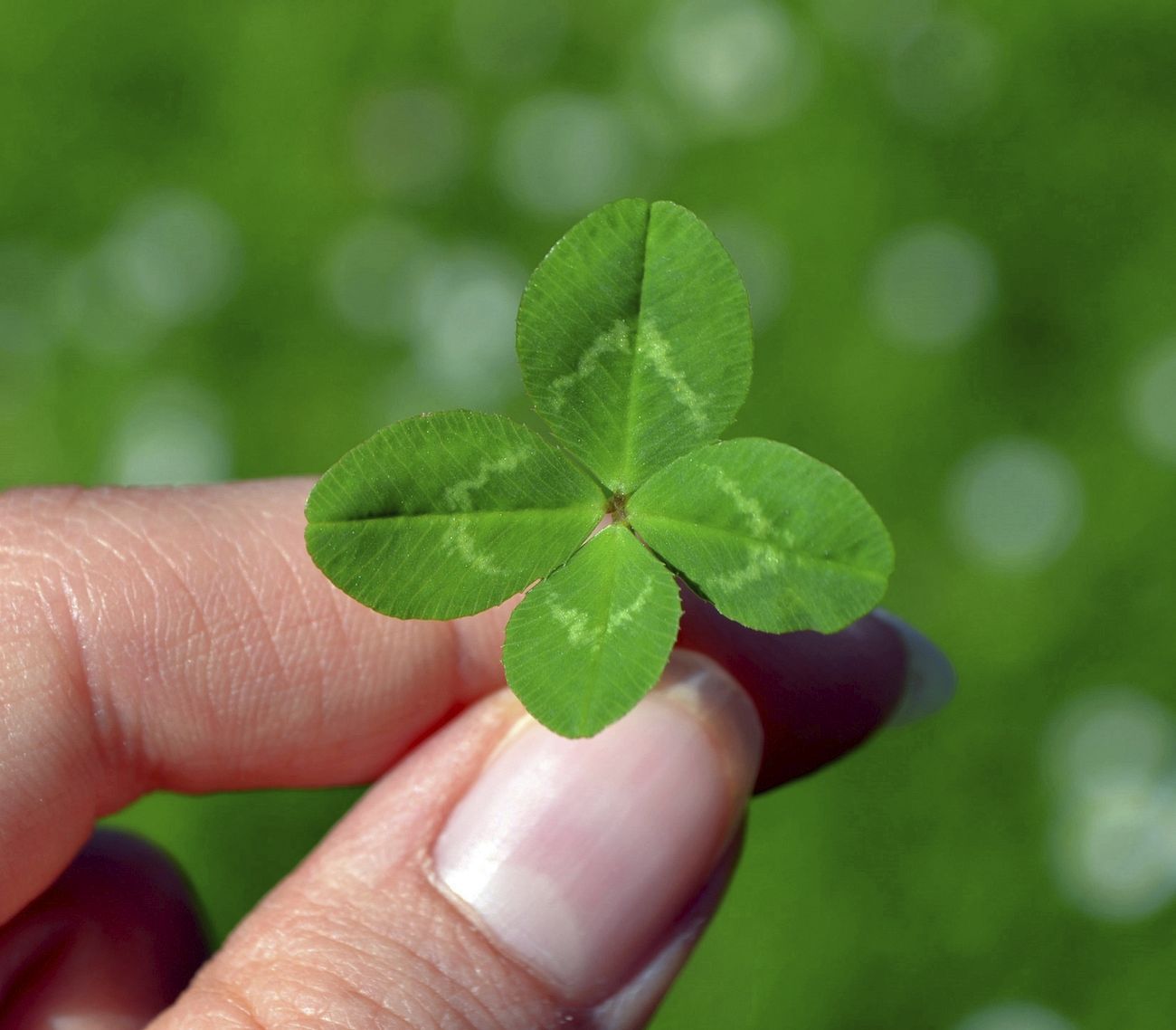 Free good luck clover image
